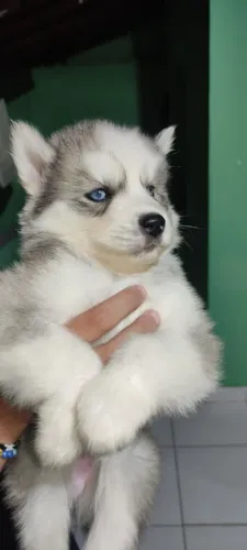 Husky Siberiano Macho e Fêmea Disponível no canil.