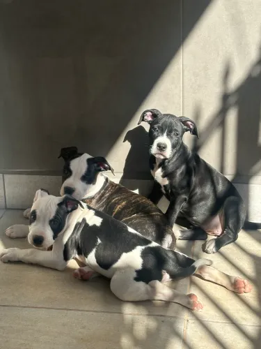 Filhote de American Starffordshire Terrier 