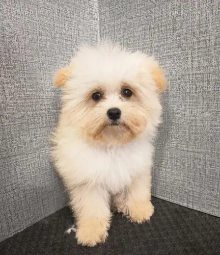 Poodle macho