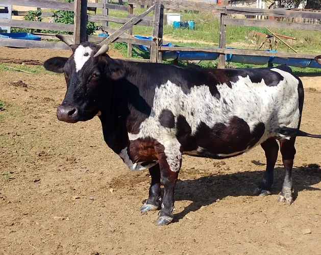 Mini vaca 