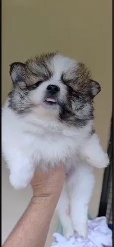 Spitz Alemão Fêmea 