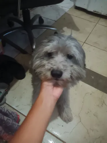 Doação de pet