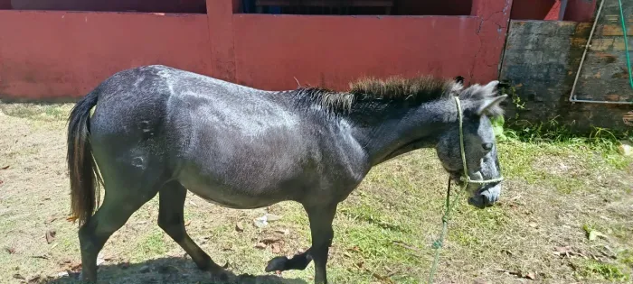 Cavalo, égua, potra, mansa, ideal para crianças