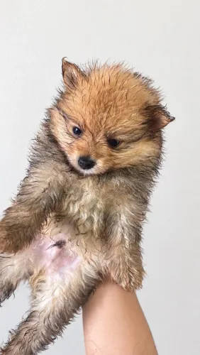 Filhote lulu da pomerania macho
