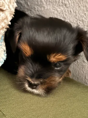 Vende-se Doguinho