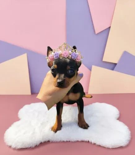 Pinscher Amor Verdadeiro