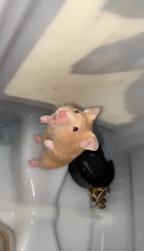 Hamster