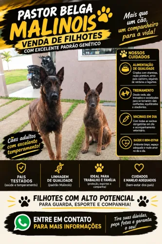 FILHOTES DE PASTOR BELGA MALINOIS