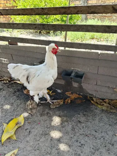 Frango mistura caipira com polonesa ?
