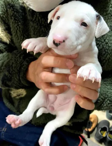 Bull Terrier Inglês Carinho que se desenvolve de forma contínua