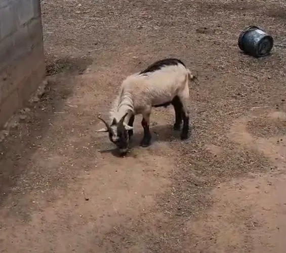 Mine bode criado na mamadeira