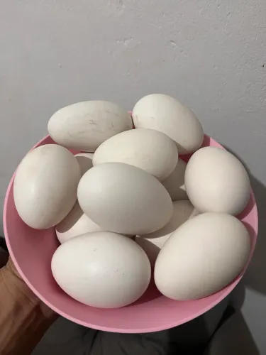 Ovos de ganso africano