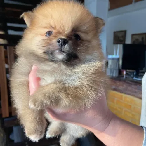 Spitz alemão Cãozinho com presença e personalidade