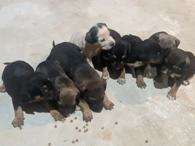 Doação de cachorro