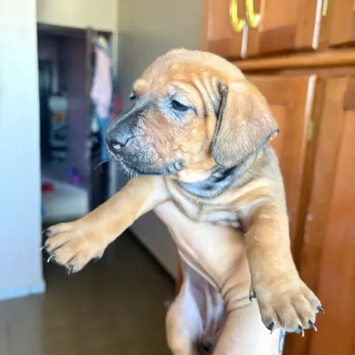 Filhote de salsicha fêmea Dachshund