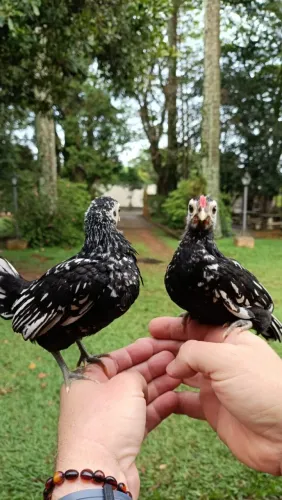 Casal Sebright Prata