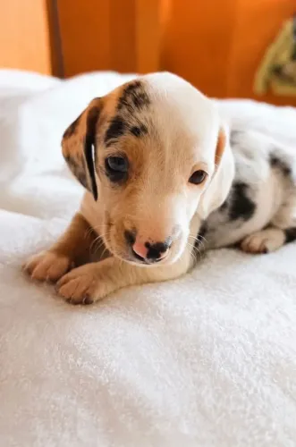 Dachshund (Cofap) Arlequim branca Fêmea
