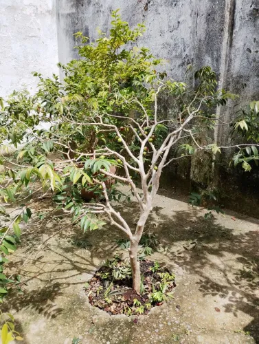 Vendo essa Jabuticaba: