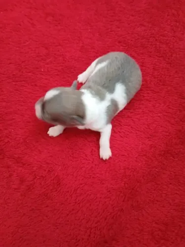 Pré venda Cachorro Chihuahua FÊMEA