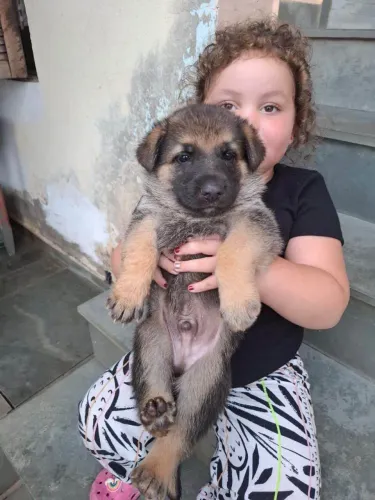Filhote pastor alemão, Dê um lar a um filhotinho e ganhe amor para sempre!