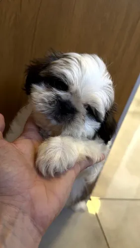 Shih Tzu Machinho disponível