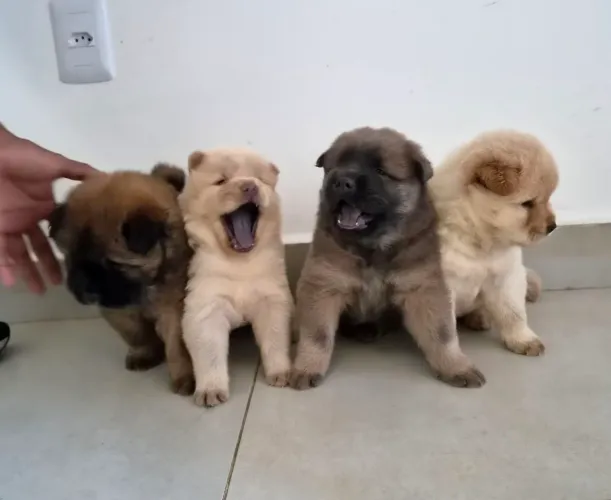 Animais de estimação