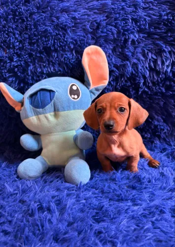 Dachshund Kaninchen fêmea e macho caramelo