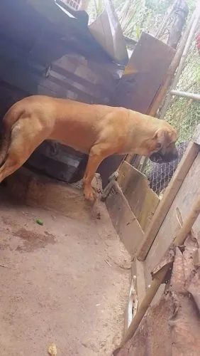 Vendo cachorra fêmea fila brasileiro