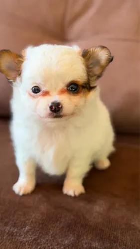 Chihuahua pelo longo 