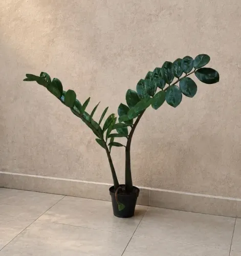 Muda Planta Zamioculca - Planta da Fortuna