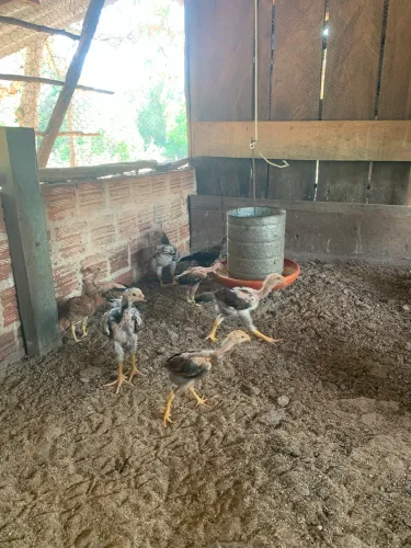 Pintinhos índio gigante com mais de 60 dias