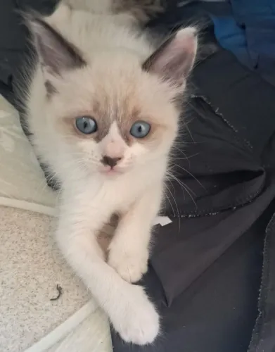 Gato fêmea 2 meses adoção 