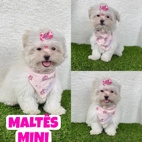 Maltês Mini Fêmea c/ Microchipe + Garantia + Parcelado 12x