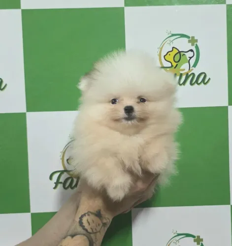 Lulu da pomerânia 