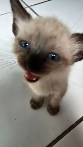 Adote um gatinho