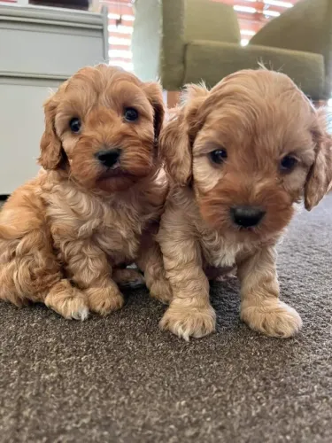 Poodle - Pequenos companheiros para levar alegria ao seu lar