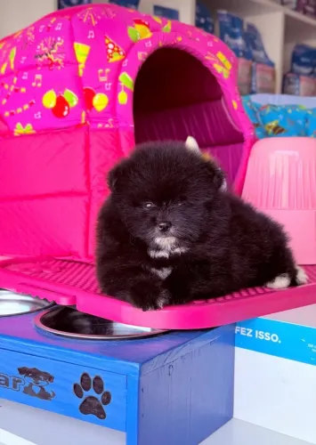Filhotes de Pomsky