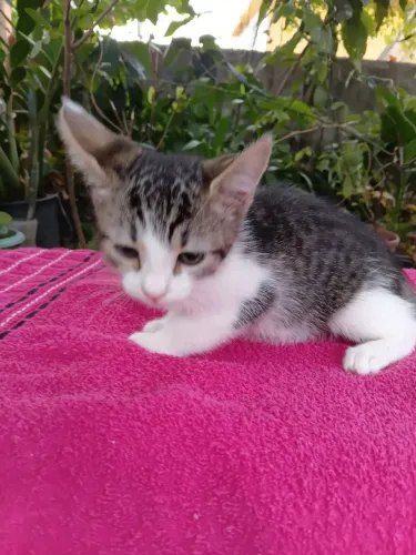 FILHOTA JASMIM ESTÁ PARA ADOÇÃO RESPONSÁVEL