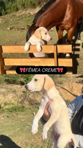 FILHOTES DE WIPPET GALGO