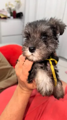 Filhotes Schnauzer fêmea