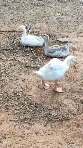 Filhotes gansos caipira