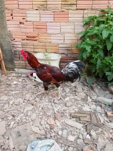 Venda de galinha