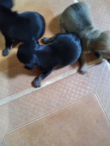 Vende se filhotes de pinther n.0