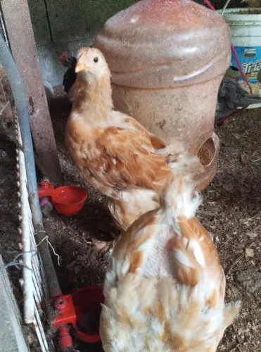 Galinhas Brahma