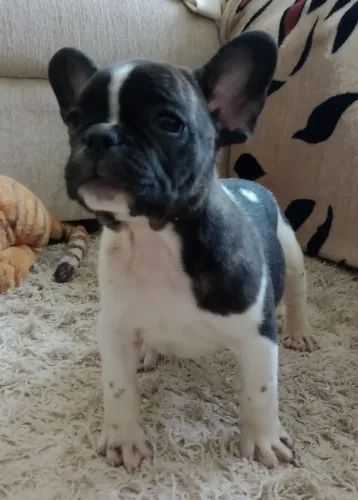 Bulldog Francês : Prontos para Entregar Puros