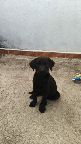 Filhote de Labrador Fêmea