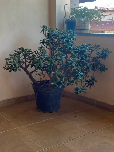 Planta jade