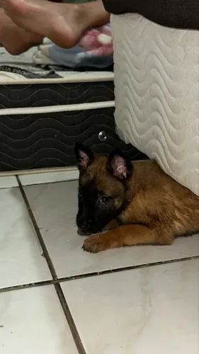 Pastor malinois