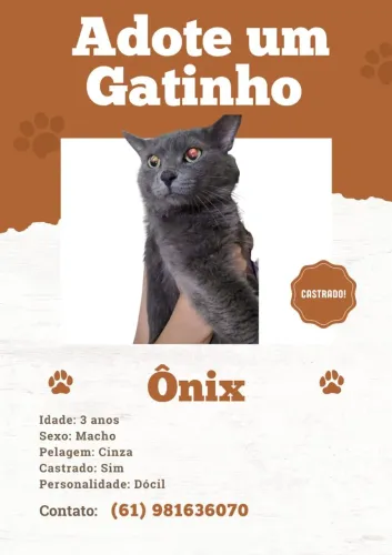 Doam-se gatinhos
