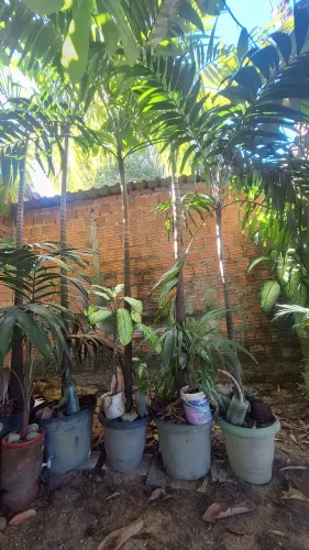 Palmeira imperial